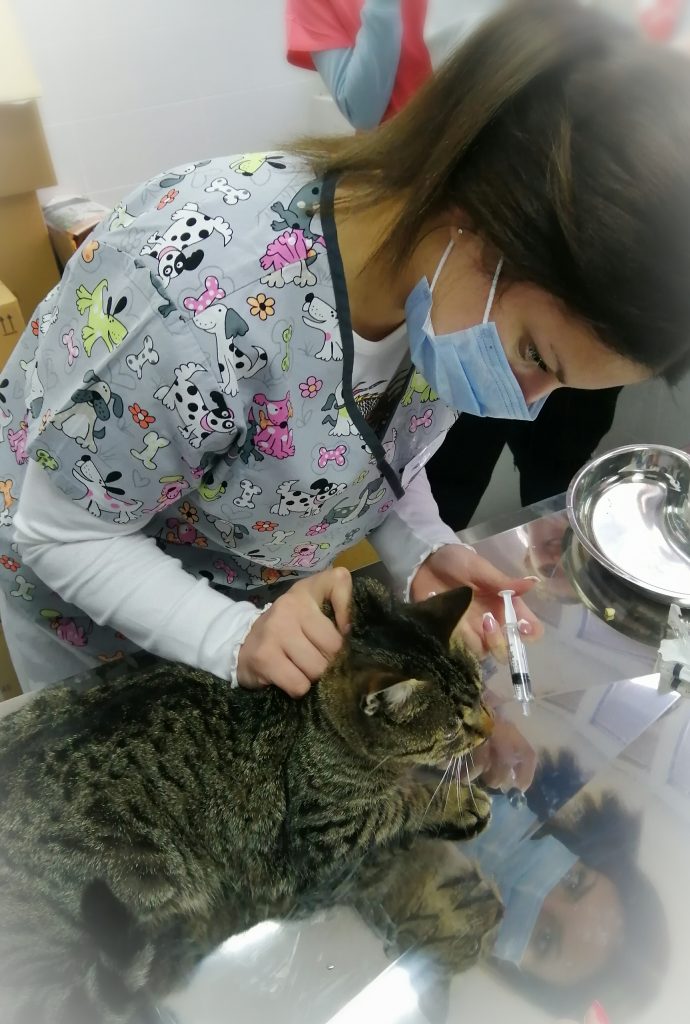 Мачак Маза у посети ветеринарском кабинету
